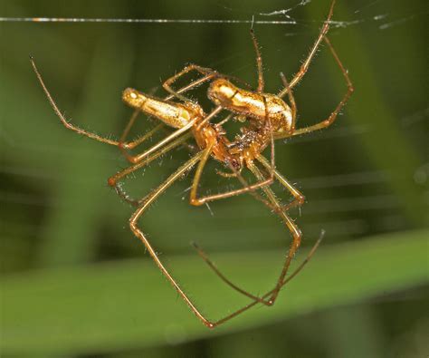 Reproduction and Mating Behavior of Large Hairy Spiders: A Complex Dance