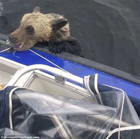 Rescuing a Lost Bear Cub