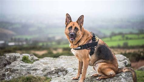 Revealing the Enigma: How German Shepherds Harness their Creativity