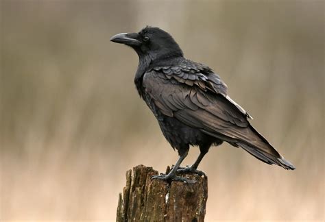 Revealing the Fascinating Behavior of Ravens