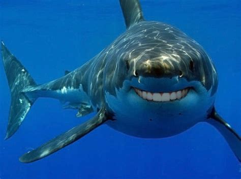 Revealing the Inner yearnings of Sharks