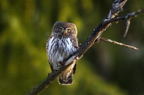 Revealing the Warnings and Premonitions Concealed in Dream Encounters with Young Birds