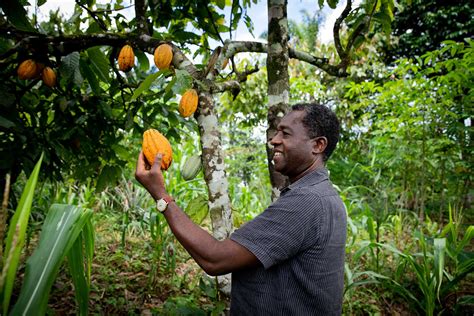 Revitalizing the Earth: Exploring the Sustainable Benefits of Utilizing Ground Coffee in Gardening