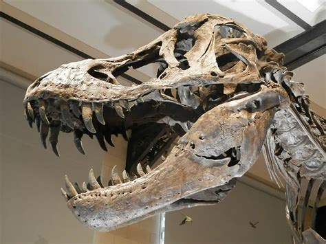 Reviving the Ancient: Technological Advances in Paleontology