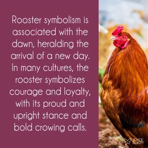 Rooster Symbolism in Different Cultures and Beliefs