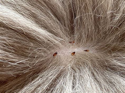 Safe and Effective Methods to Eliminate Fleas from Your Little One's Hair