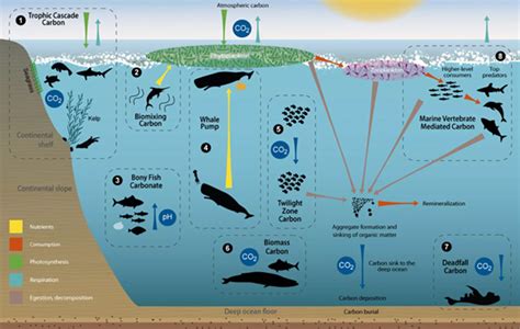 Safeguarding the Future: Conservation Efforts for Cetacean Clans