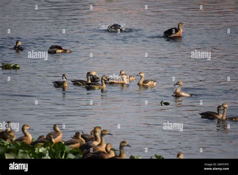 Seeking Harmony: Efforts to Preserve a Delicate Ecosystem