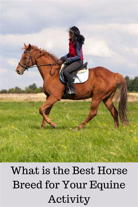 Selecting the Ideal Equine Breeds for Your Visionary Equestrian Haven