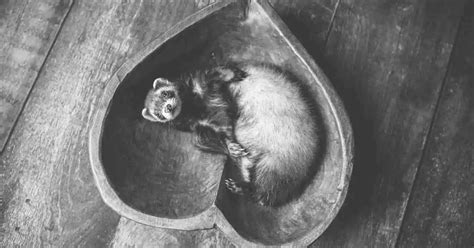 Self-Reflection and Inner Growth: Exploring the Transformative Potential of Dream Encounters with a Chestnut Ferret