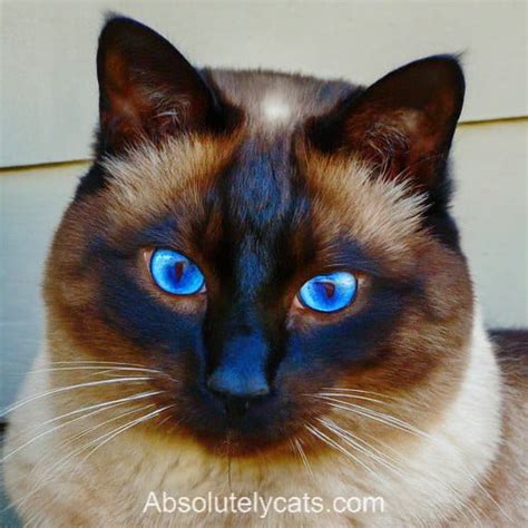 Siamese Cats: The Perfect Companions