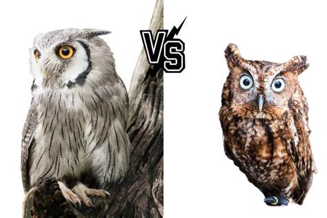 Significance of Owls in Different Cultures and Belief Systems