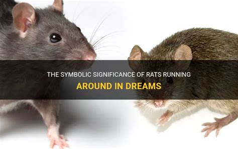 Significance of Rats in Symbolic Dream Interpretation