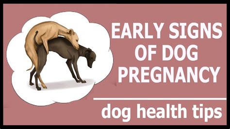 Signs and Symptoms of Canine Pregnancy