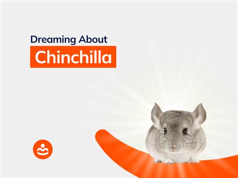 Signs of Playfulness and Lightheartedness in Chinchilla Dreams