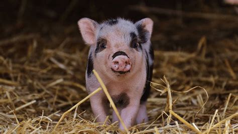 Size Matters: Understanding the Difference Between a Mini Pig and a Standard Pig