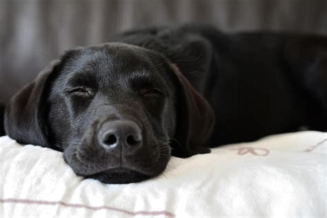 Sleep Patterns of a Labrador Puppy: Understanding Their Sleep Cycles