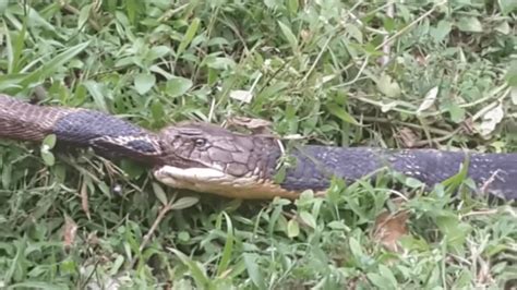 Snake Cannibalism: A Rare Phenomenon or an Unexplored Territory?