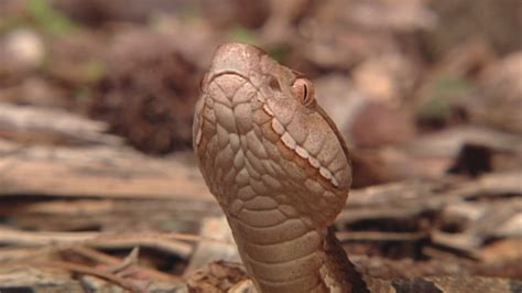 Snake Sightings on the Rise: Is Climate Change to Blame?