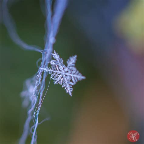 Snowflakes as Nature's Art: The Beauty in Their Diversity