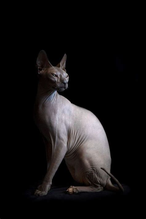 Sphynx Cats: The Exquisite Feline Beauties