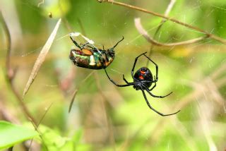 Spider Venom: Decoding the Science behind their Potent Weapon