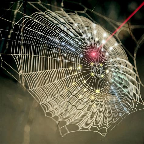 Spiderweb-Inspired Innovations: How Scientists are Harnessing Nature's Design