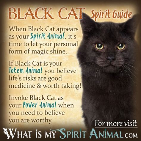 Spirit Animal Symbolism: Exploring the Meaning of the Enigmatic Midnight Feline