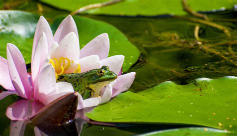 Spiritual Interpretations of the Symbolism of Frogs in Women's Dreams