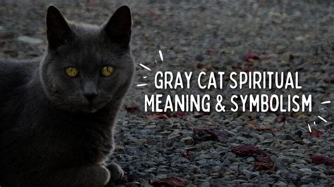 Spiritual Significance of a Gray Feline in Oneiric Experiences: Insights and Interpretations