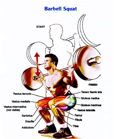 Squats with a Barbell: A Symbol of Balance and Stability in Dream Analysis