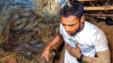 Startling Photograph Reveals a Dwelling Transformed into a Serpent Sanctuary