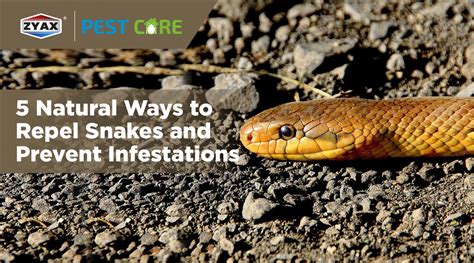 Staying Safe: Tips for Preventing Snake Infestations