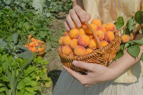 Step 5: Handle the harvested apricots with delicacy