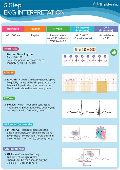 Step-by-Step Guide to Conducting Electrocardiogram (ECG) Measurements