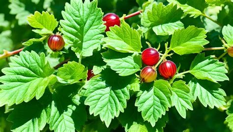 Steps to Cultivate Gooseberries Successfully