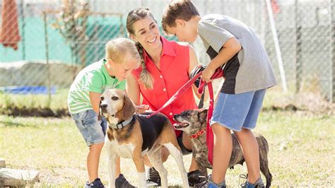 Steps to Ensure Children's Safety When Interacting with Canine Companions