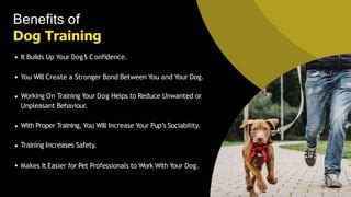 Steps to Follow for Safety and Well-being After an Unpleasant Dog Interaction