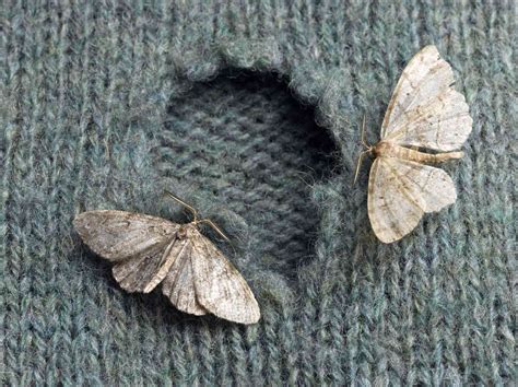 Strategies That Effectively Ward off Moths