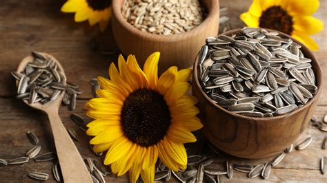 Sunflower Seeds as a Symbol of Growth and Fertility in Dream Interpretation