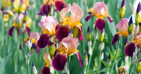 Surprising Applications of Irises in Various Fields