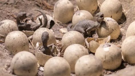 Surprising Discoveries: Unusual Nests and Hidden Eggs