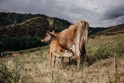 Surreal Dream: A Calf Drinking Cow's Milk