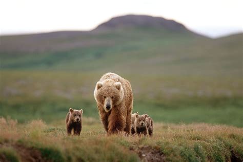 Survival Instincts: How Mother Bears Protect Their Young