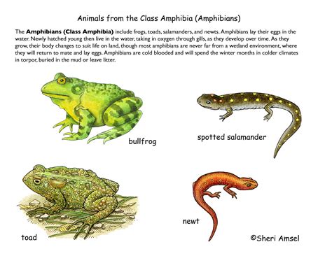 Survival Strategies: How Amphibians Adapt to Their Environment