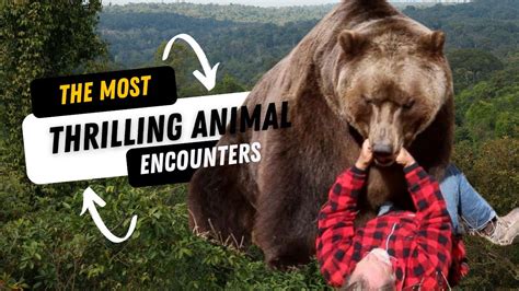 Surviving a close encounter with an enraged wild animal: Helpful hints and effective strategies