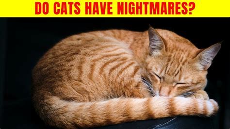 Sweet Dreams or Nightmares? Decoding the Behaviors of our Beloved Cats