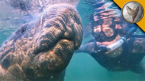 Swimming with Giants: A Moment of Unbelievable Serendipity