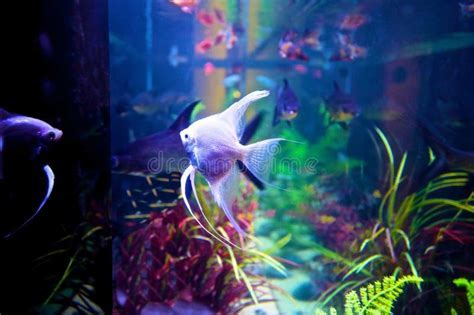 Swimming with Symbolism: The Fish in Aquarium as a Reflection of Emotional Depth