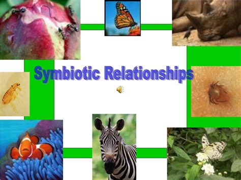 Symbiotic Relationships in Dreams: The Role of Companionship